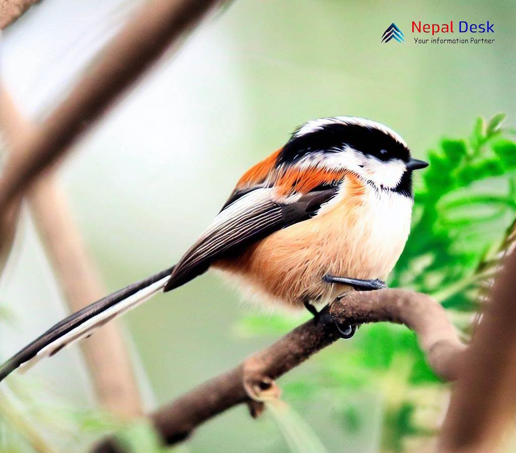 black-throated-tit-discovering-the-fascinating-bird-nepal-desk